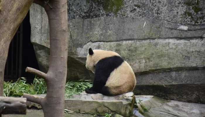 小熊猫是幼年的大熊猫吗 小熊猫是不是大熊猫