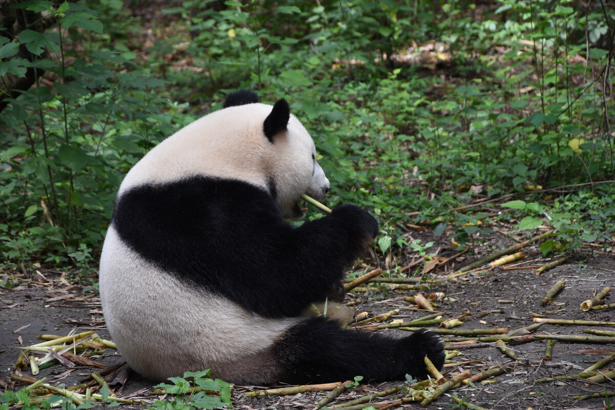 熊猫科属于什么科_熊猫科的动物有哪些_