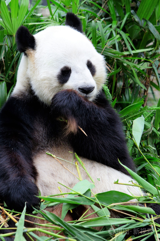 熊猫科的动物有哪些_熊猫科属于什么科_