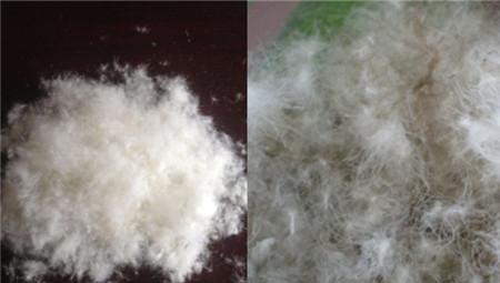 白鸭绒和灰鸭绒哪种好一点（白鸭绒和灰鸭绒的区别，白鹅绒好还是灰鸭绒好？）