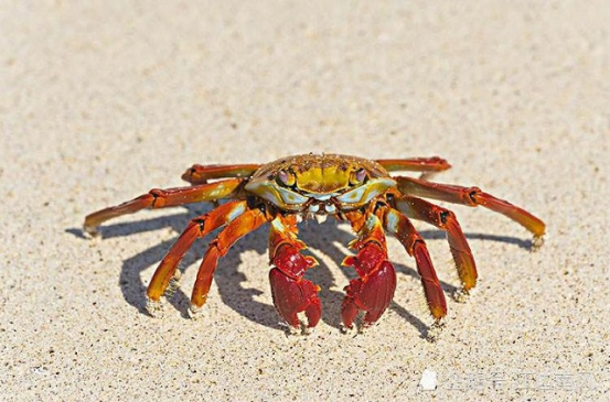 刚死的螃蟹能吃吗怎样吃(当天刚死的螃蟹能不能吃？哪些部位是不能吃的，注意事项需了解)