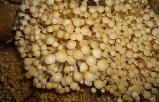 金针菇怎么种？教你在家种植金针菇，将废根埋到花盆里，一周就能收割上一次