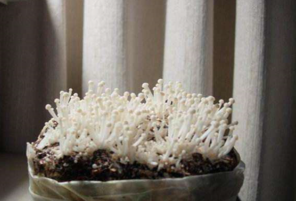 金针菇怎么种？教你在家种植金针菇，将废根埋到花盆里，一周就能收割上一次