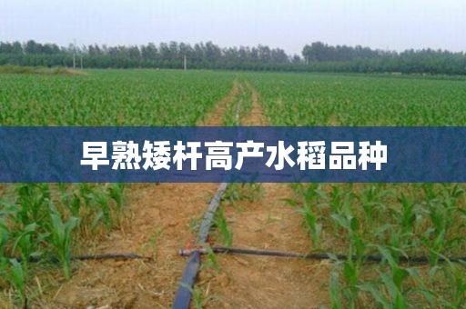 早熟矮杆高产水稻品种