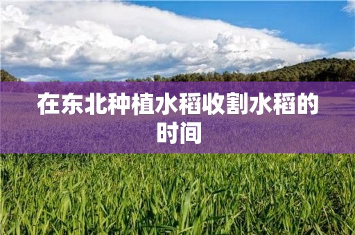 在东北种植水稻收割水稻的时间