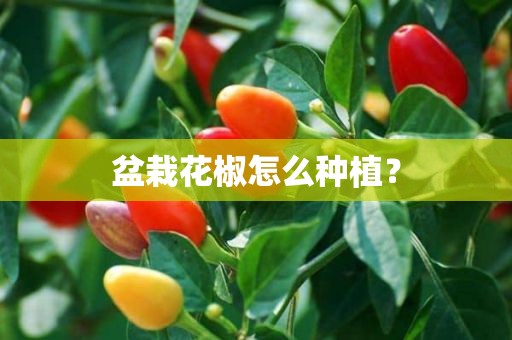 盆栽花椒怎么种植？