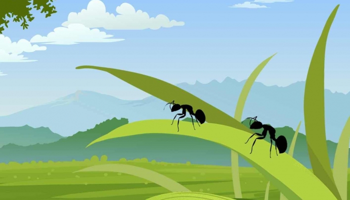 蚂蚁为什么不会迷路 蚂蚁搬家要下雨的原因