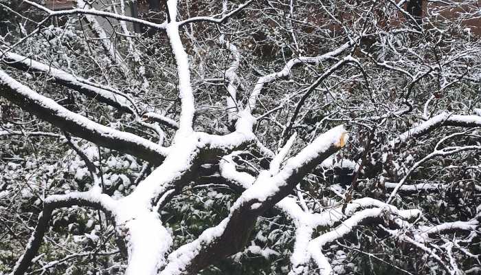 北京天津的初雪要来啦 华北黄淮迎今冬首场大范围降雪