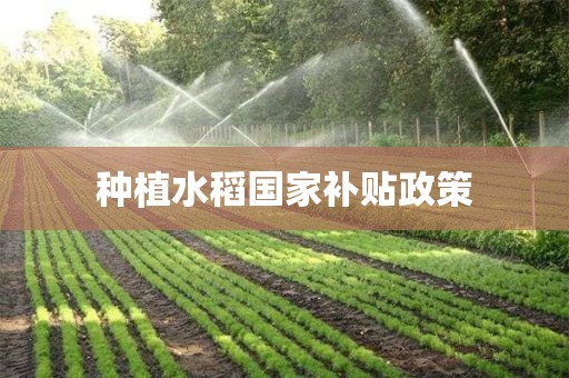 种植水稻国家补贴政策