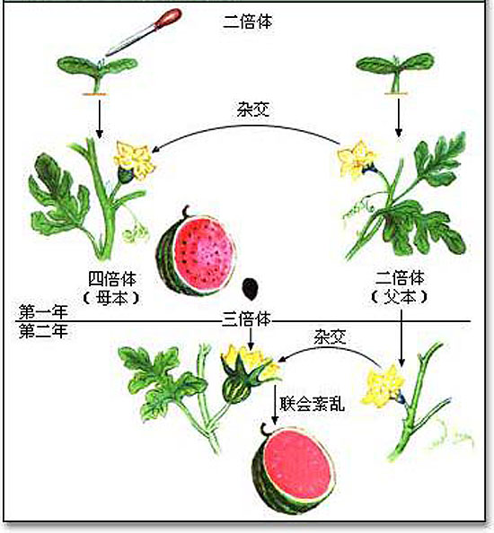 _无籽西瓜产生种子的概率_无籽西瓜有种子