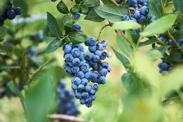 灌木丛中的新鲜有机蓝莓。鲜艳的色彩。