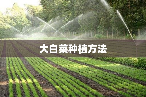 大白菜种植方法