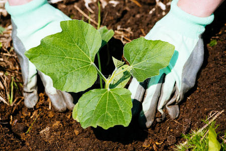 南瓜种植管理方法技术有哪些__南瓜种植管理方法技术有几种