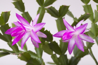 粉红色圣诞 Zygocactus (syn. Schlumberga) 花