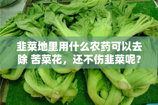 韭菜地里用什么农药可以去除 苦菜花，还不伤韭菜呢？