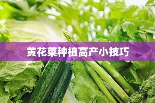 黄花菜种植高产小技巧