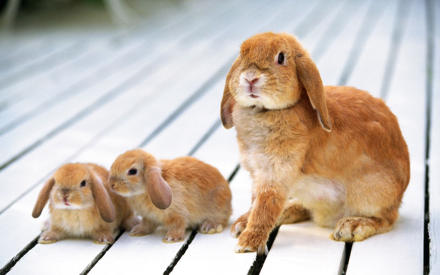 _斐波那契数列兔子繁殖编程_斐波那契数列兔子繁殖问题