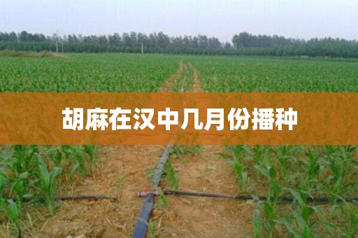 胡麻在汉中几月份播种