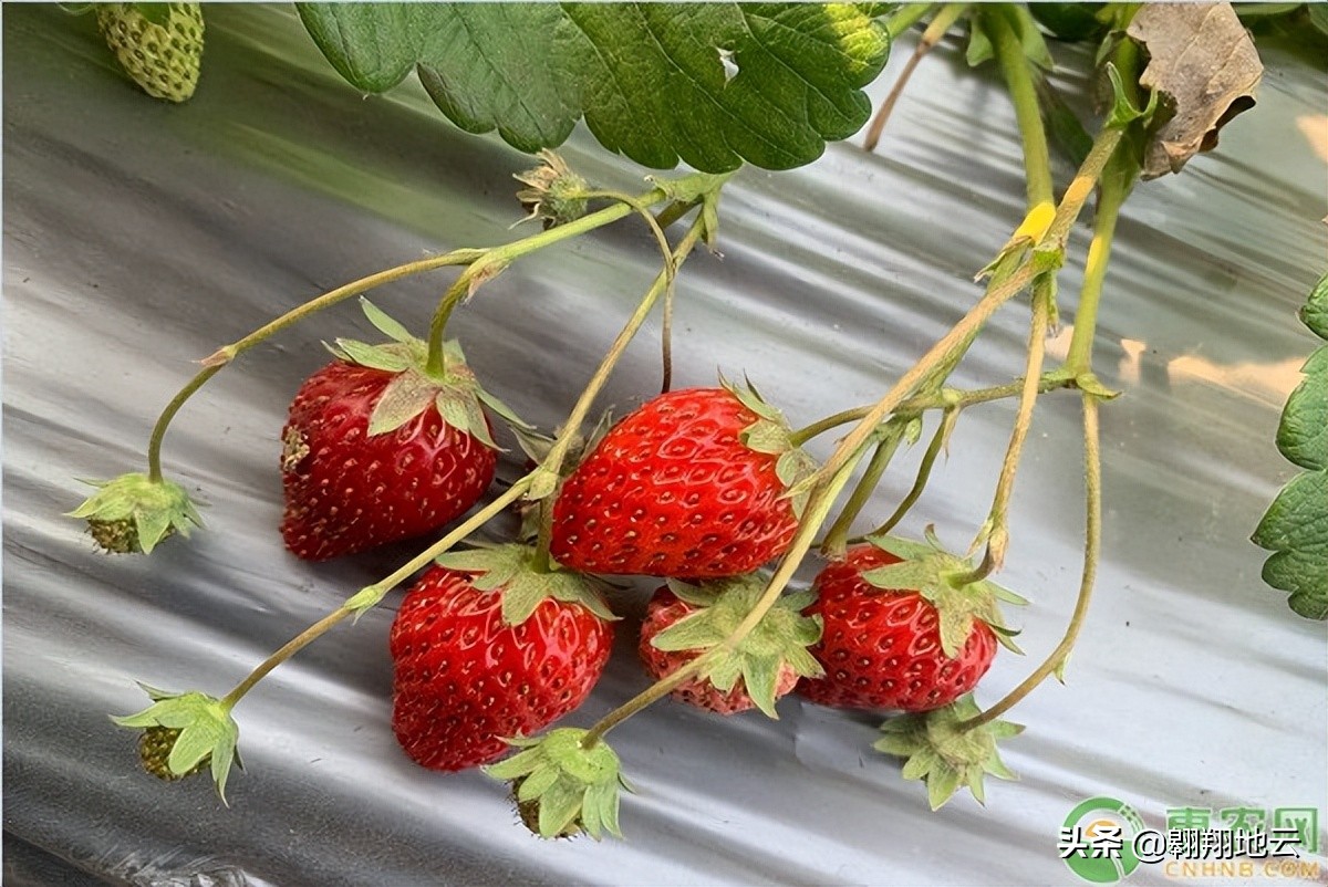 建一亩草莓大棚费用 草莓大棚一亩需要多少本钱？收获如何？