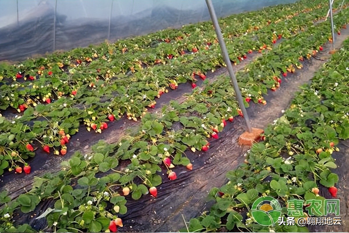 建一亩草莓大棚费用 草莓大棚一亩需要多少本钱？收获如何？