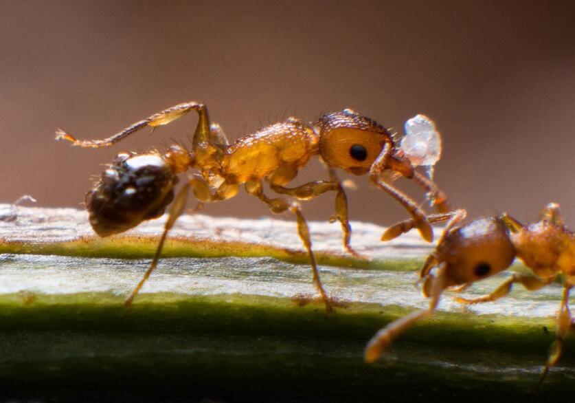 家里的小黄蚂蚁怎样根除？消除小黄家蚁小妙招是什么