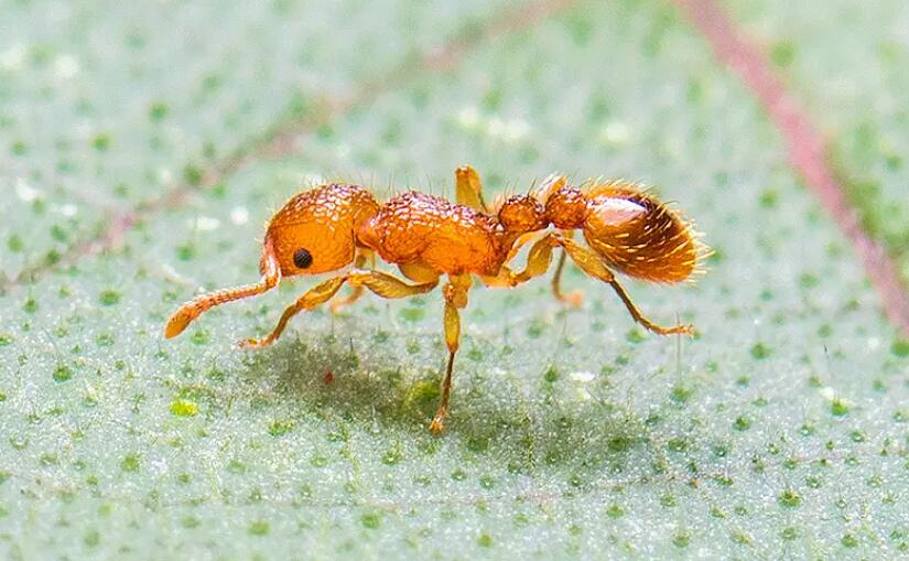 家里的小黄蚂蚁怎样根除？消除小黄家蚁小妙招是什么