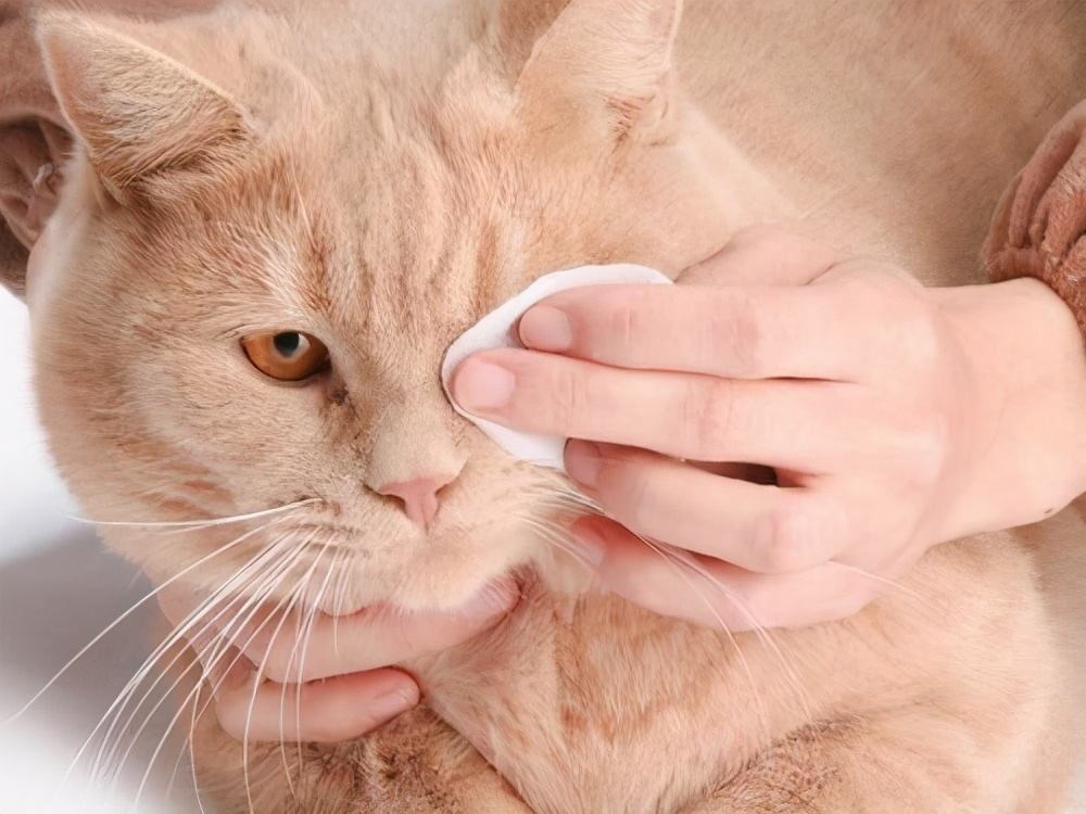 猫咪有泪痕是怎么回事 ，原因可不仅仅是因为饮食太咸，还可能是这些原因