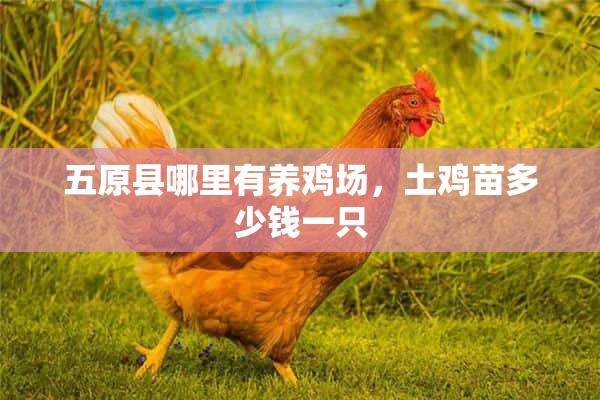 五原县哪里有养鸡场，土鸡苗多少钱一只