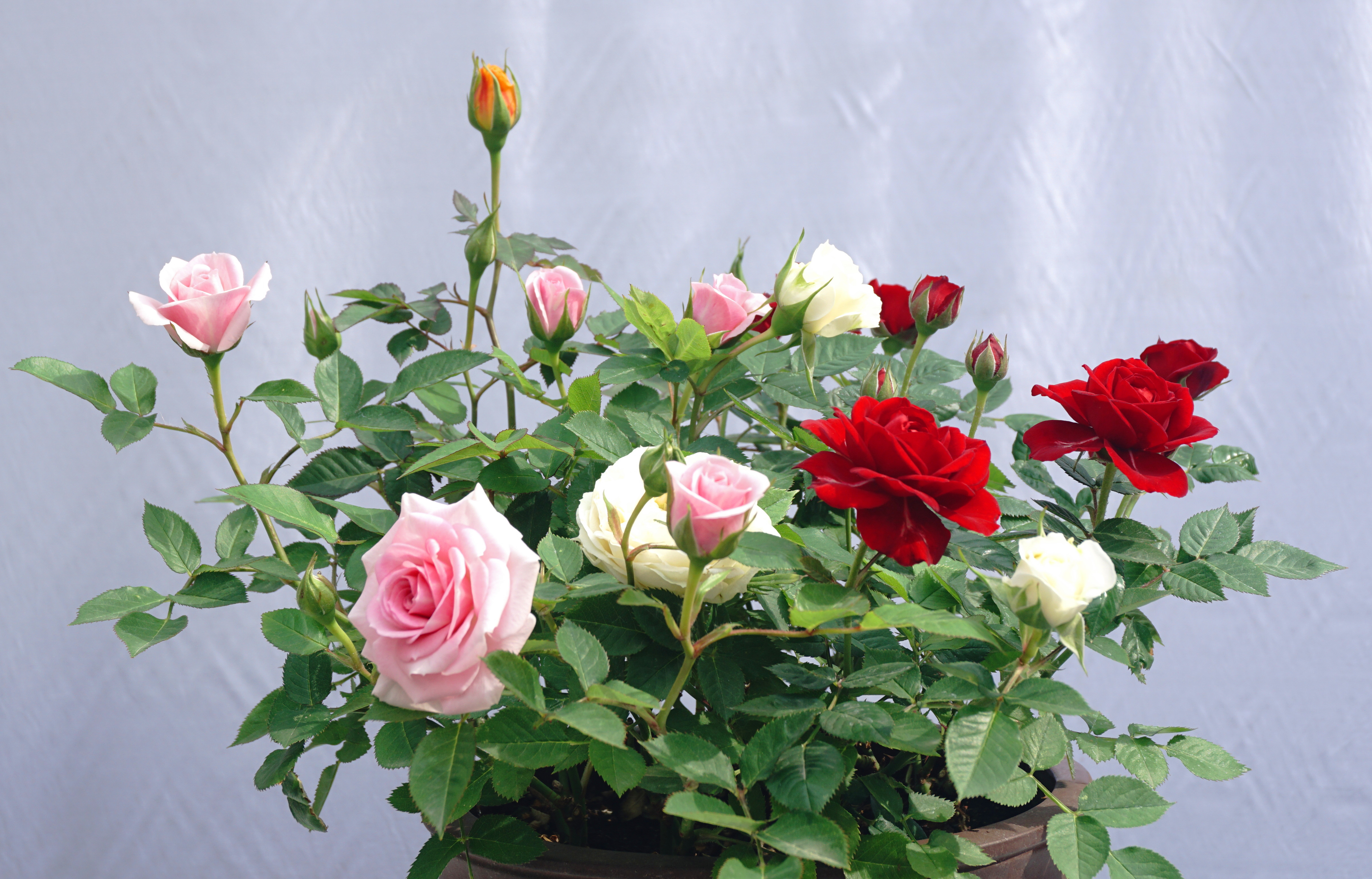 _玫瑰耐寒品种花有哪些_耐寒的玫瑰品种