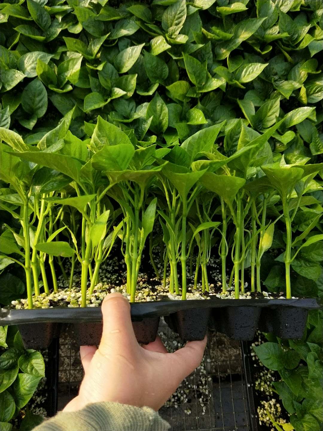 苗青椒种植技术要点__青椒苗的种植方法视频
