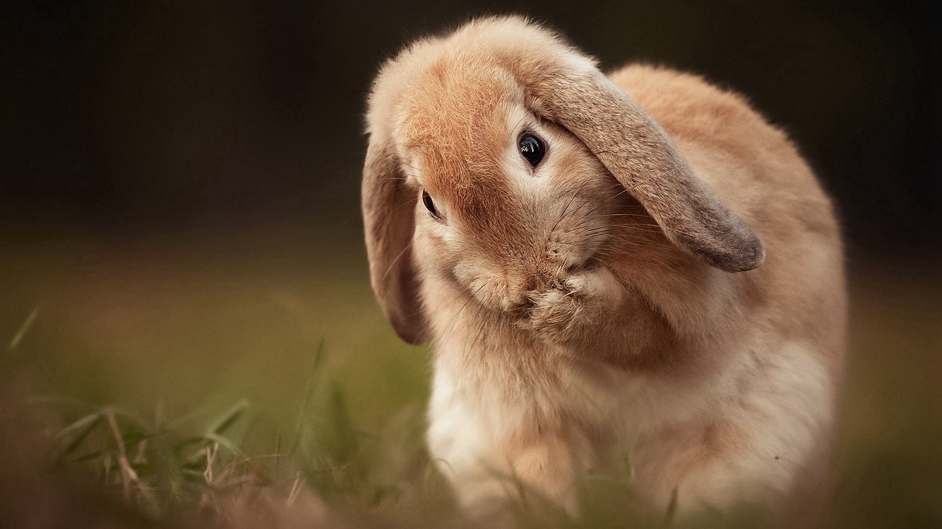兔子如何辨别公母？