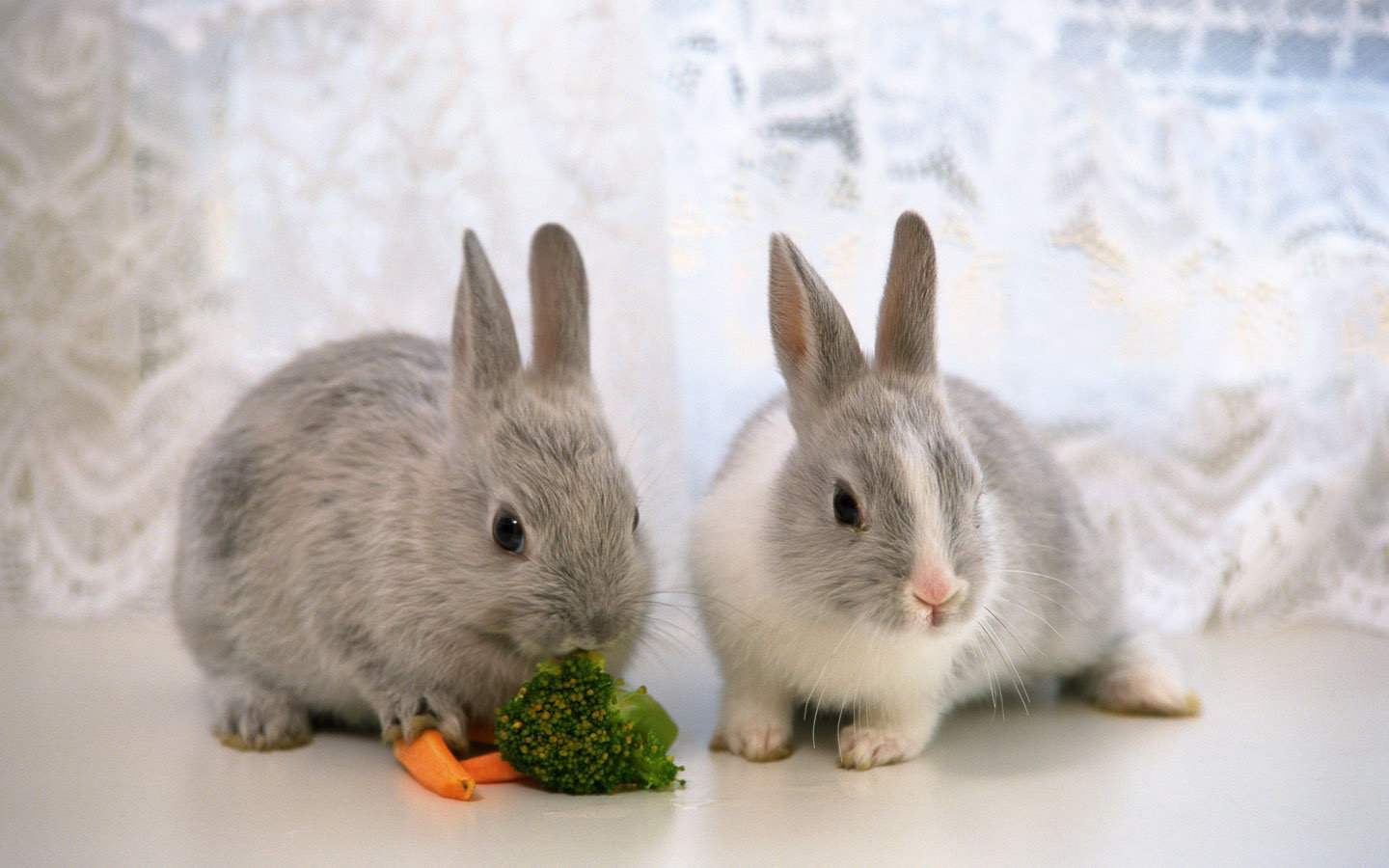 兔子如何辨别公母？