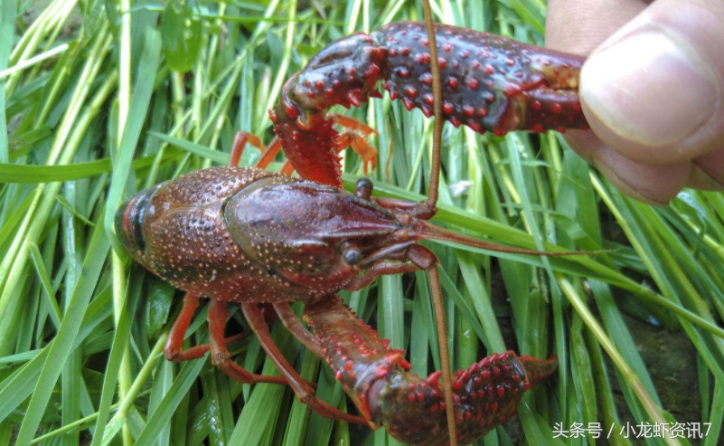 养殖龙虾的方法与技巧 这四种你可有认真了解过？