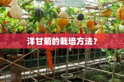 洋甘菊的栽培方法？