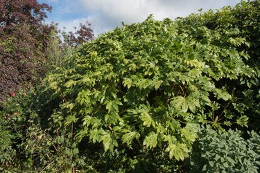 日本龙牙或蓖麻油灌木（Fatsia japonica）的亮绿色光泽叶，在明亮的蓝天背景下生长在英国德文郡乡村的花园中
