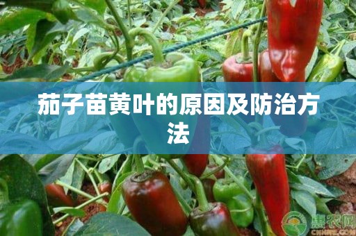 茄子苗黄叶的原因及防治方法