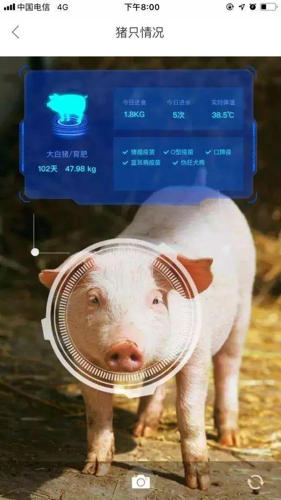 马云养猪是怎么回事_马云与刘强冬_