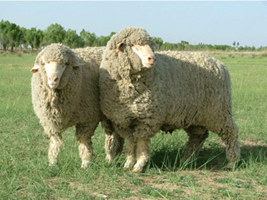 内蒙养什么羊利润最高__内蒙养的什么品种的羊