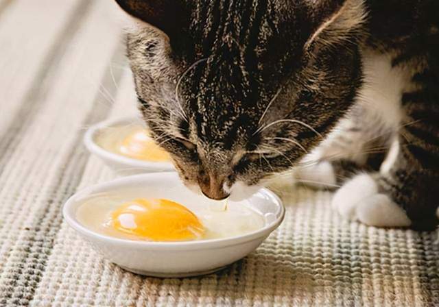 _猫鸡蛋可以吃吗_鸡蛋能不能给猫吃