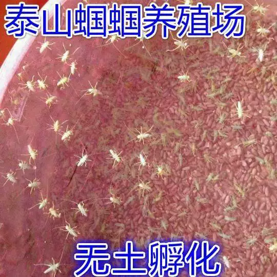 _洋虫养殖方法视频_洋虫能治疗什么病