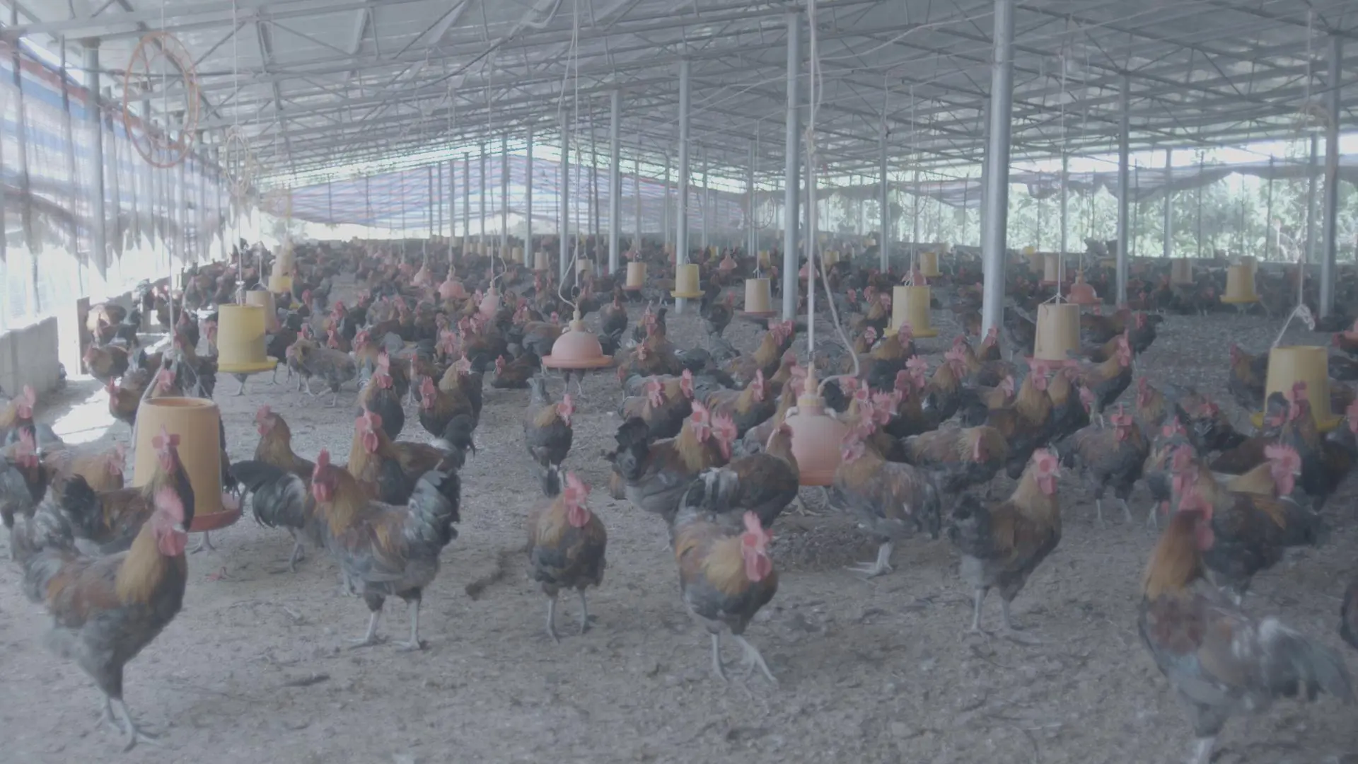 _粮食喂养的鸡和饲料喂养的区别_饲料占养鸡成本的