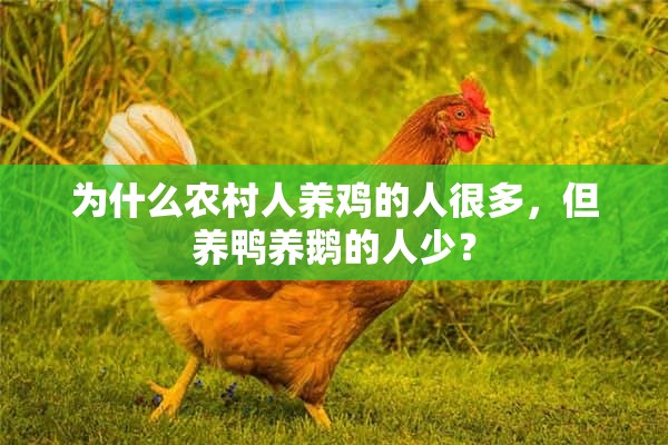 为什么农村人养鸡的人很多，但养鸭养鹅的人少？