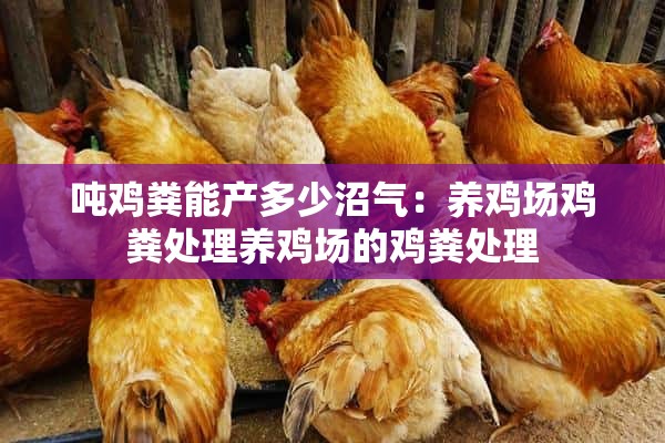 吨鸡粪能产多少沼气：养鸡场鸡粪处理养鸡场的鸡粪处理