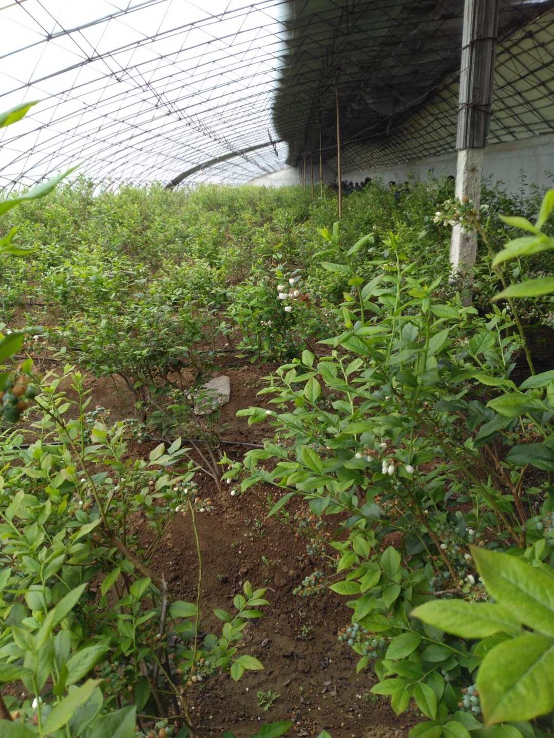 大棚种植最佳方法蓝莓怎么种_大棚种植蓝莓前景如何_