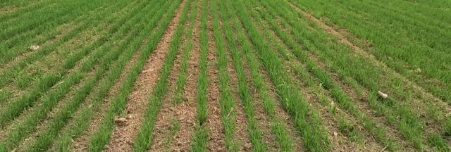 小麦成熟前多少天停止浇水_小麦播种到出苗要几天_