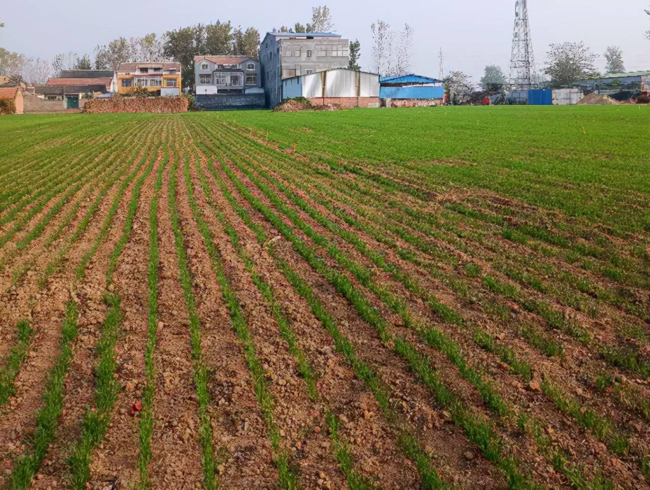 玉米施肥技术视频_玉米施肥东北方法有哪些_
