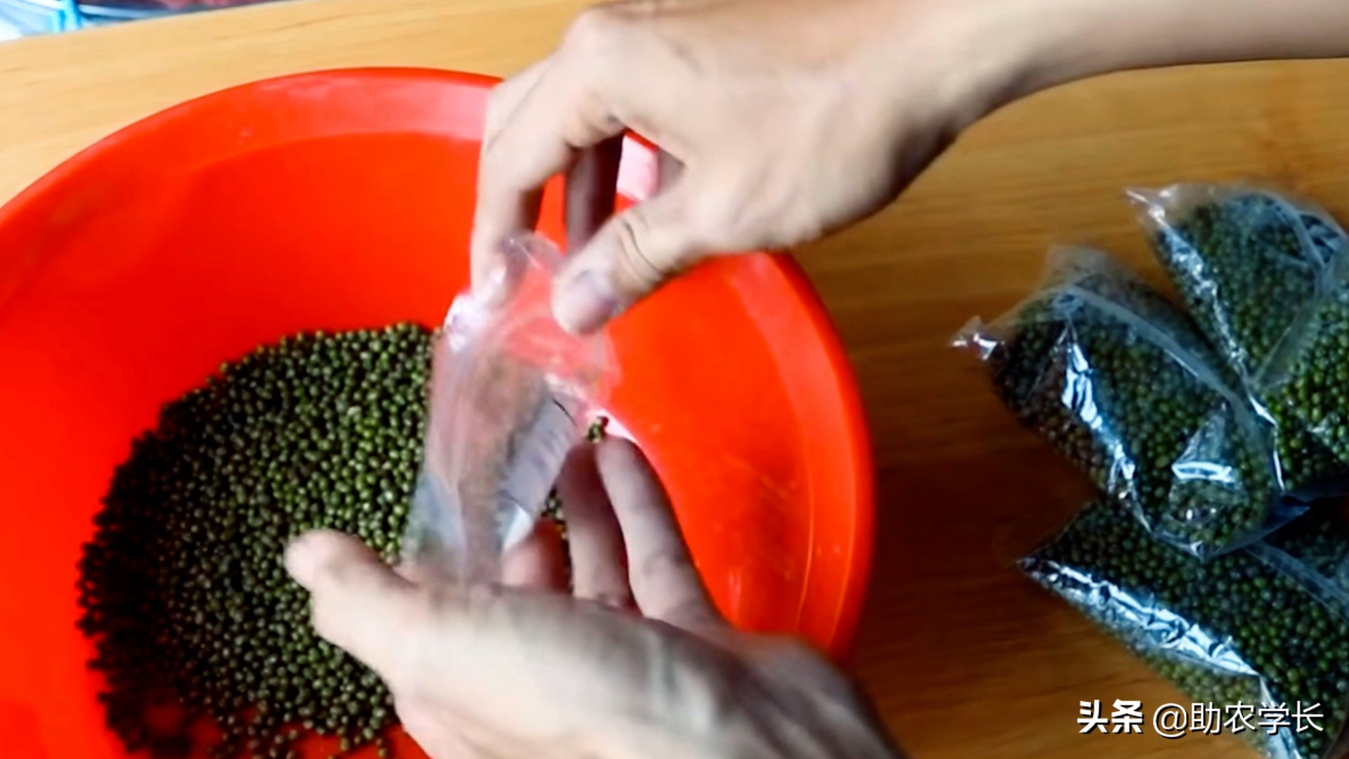 自家生绿豆芽怎么做？教你在家自发绿豆芽，方法简单易懂