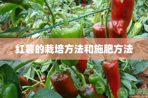 红薯的栽培方法和施肥方法