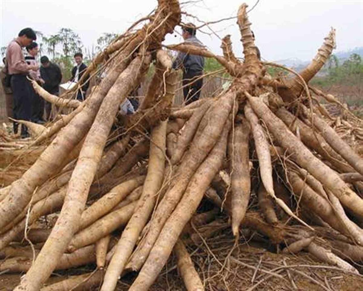 木薯毒性能害死人，为何非洲人要“以身试毒”
