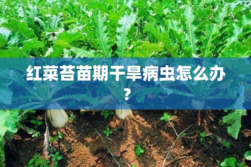 红菜苔苗期干旱病虫怎么办？